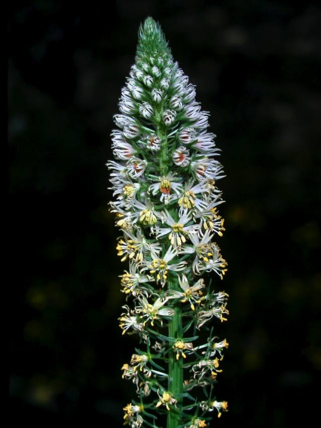 Die Pflanzenwelt der Insel Elba / Italia. Mediterranean plants of the